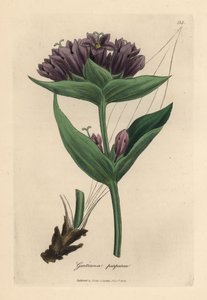 Purpurowa goryczka, Gentiana purpurea autorstwa James Sowerby