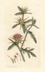 Fioletowy starthistle, Centaurea calcitrapa (Centauree hatchback, Centauree etoilee lub Star Thistle) Ręcznie kolorowany miedzioryt według ilustracji Jamesa Sowerby