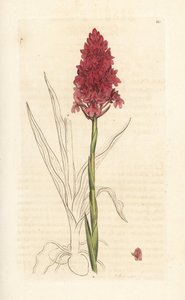 Storczyk piramidalny, Anacamptis pyramidalis (storczyk piramidalny, Orchis pyramidalis). Miedzioryt ręcznie kolorowany według ilustracji autorstwa Jamesa Sowerby