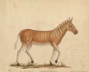 Zebry Quagga autorstwa James Sowerby