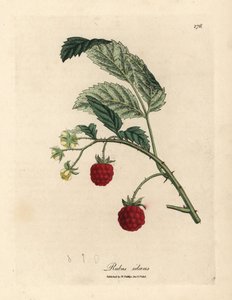 Malinowy krzak z dojrzałymi owocami i żółtymi kwiatami, Rubus idaeus autorstwa James Sowerby