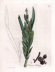 Rattan Palm - Rotang trzcina, Calamus rotang. Ręcznie kolorowany miedzioryt z ilustracji botanicznej autorstwa Jamesa Sowerby