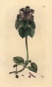 Czerwona pokrzywa , Lamium purpureum Odręczny miedzioryt według rysunku Jamesa Sowerby
