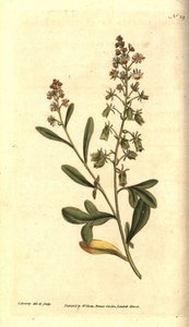 Reseda odorant - Słodko pachnąca reseda lub mignonette, Reseda odorata. Ręcznie grawerowany miedzioryt i ilustracja botaniczna autorstwa Jamesa Sowerby