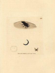 Chrząszcz wędrowny, Velleius dilatatus (Staphylinus ząbkowany, Staphylinus concolor). Ręcznie kolorowany miedzioryt autorstwa Jamesa Sowerby