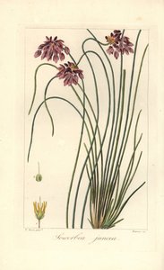 Rush lilia, Sowerbaea juncea, pochodzi z Australii. Nazwany na cześć artysty botanicznego Jamesa Sowerby