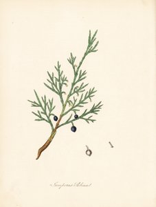 Sabine jałowiec - Savin pospolity lub jałowiec savin, Juniperus sabina. Zaczerpnięte z ilustracji Jamesa Sowerby
