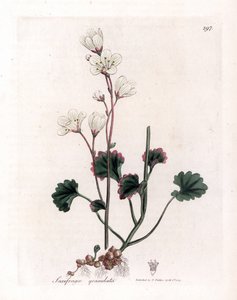Saxifrage granulee lub bulbbles - biała skalnica, Saxifraga granulata. Ręcznie kolorowany miedzioryt z ilustracji botanicznej autorstwa Jamesa Sowerby