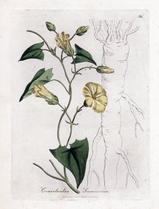 Scamonee - Scammony powój, Convolvulus scammonia. Ręcznie kolorowany miedzioryt z ilustracji botanicznej autorstwa Jamesa Sowerby