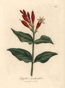 Szkarłatny kwitnący indyjski różowy, Spigelia marilandica autorstwa James Sowerby