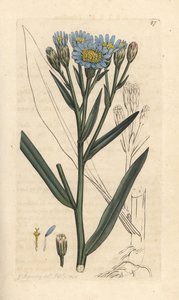 Aster morski, Tripolium pannonicum subsp. tripolium (Sea starwort, Aster tripolium) (Aster maritime) Ręcznie kolorowany miedzioryt według ilustracji Jamesa Sowerby