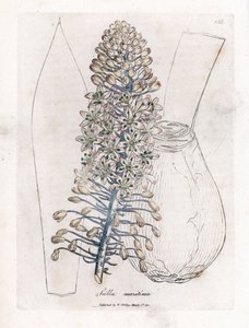 Cebula morska lub cebula, Drimia maritima. Ręcznie kolorowany miedzioryt z ilustracji botanicznej autorstwa Jamesa Sowerby