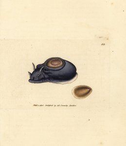 Ślimak morski lub zając morski, Aplysia punctata (Aplysia hybrida). Miedzioryt ręcznie barwiony autorstwa Jamesa Sowerby
