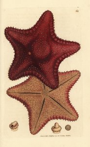 Rozgwiazda lub rozgwiazda, Hippasteria phrygiana (Asterias equestris?). Miedzioryt ręcznie barwiony autorstwa Jamesa Sowerby