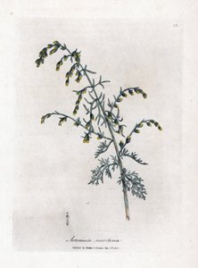 Piołun morski, Artemisia maritima. Ręcznie kolorowany miedzioryt z ilustracji botanicznej autorstwa Jamesa Sowerby