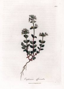 Trawa krótkowzroczna - Świetlik lekarski, Euphrasia officinalis. Ręcznie kolorowany miedzioryt z ilustracji botanicznej autorstwa Jamesa Sowerby