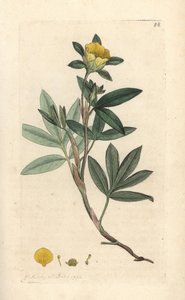 Pięciornik krzewiasty, Dasiphora fruticosa lub Potentilla fruticosa (Cinquefoil frutescente ou la cinquefoil shbustive) Ręcznie kolorowany miedzioryt według ilustracji Jamesa Sowerby