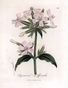 Mydlnica lekarska, Saponaria officinalis. Ręcznie kolorowany miedzioryt z ilustracji botanicznej autorstwa Jamesa Sowerby