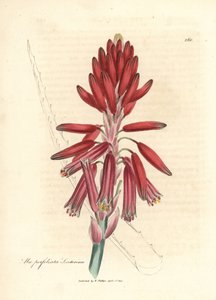 Socotorine aloes, Aloe perfoliata socotorine autorstwa James Sowerby
