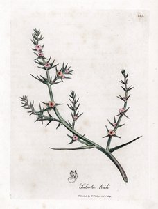 Soda brulee - Kolczasta sól, Kali turgida. Ręcznie kolorowany miedzioryt z ilustracji botanicznej autorstwa Jamesa Sowerby