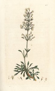 Hiszpańska mucha chwytna, Silene otites (hiszpański campion, Cucubalus otites) (silene a small leaves) Ręcznie kolorowany miedzioryt według ilustracji Jamesa Sowerby