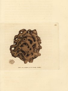 Gąbka, Haliclona cinerea (gąbka anulowana, Spongia cancellata). Miedzioryt ręcznie barwiony autorstwa Jamesa Sowerby