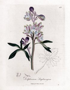 polish autorstwa James Sowerby