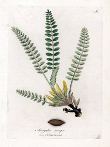 Astragalus bez łodygi - Astragalus bez łodygi, Astragalus excapus. Ręcznie kolorowany miedzioryt z ilustracji botanicznej autorstwa Jamesa Sowerby