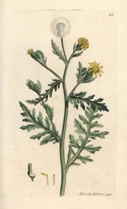 Śmierdzący lub lepki świstak, Senecio viscosus (lepki senekon) Ręcznie kolorowany miedzioryt według ilustracji Jamesa Sowerby