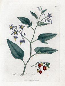 Słodko-gorzka lub słodko-gorzka psiankowata - Wsianka psiankowata, Solanum dulcamara. Ręcznie kolorowany miedzioryt z ilustracji botanicznej autorstwa Jamesa Sowerby