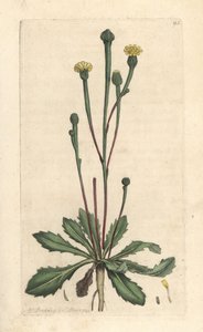 Succory swin, Arnoseris minima (Hyoseris minima). Miedzioryt ręcznie kolorowany według ilustracji autorstwa Jamesa Sowerby