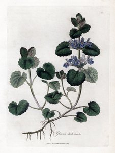 Bluszcz naziemny - bluszcz pospolity, Glecoma hederacea. Ręcznie kolorowany miedzioryt z ilustracji botanicznej autorstwa Jamesa Sowerby