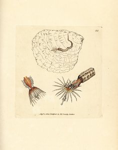 Wachlarzowiec pierścienicowy budujący rurki , Spirobbranchus triqueter . Miedzioryt ręcznie barwiony autorstwa Jamesa Sowerby