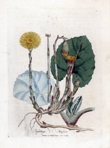 Tuslage czy nie osioł - Coltsfoot, Tussilago fara. Ręcznie kolorowany miedzioryt z ilustracji botanicznej autorstwa Jamesa Sowerby