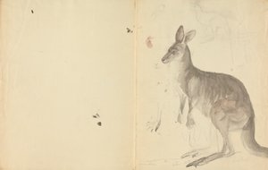 Dois cangurus com detalhes polonês autorstwa James Sowerby