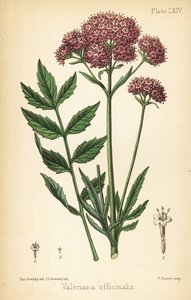 Valeriana, Valeriana officinalis. Litografia colorida à mão por Charlotte Caroline Sowerby após uma ilustração de James Sowerby da Flora Homeopática de Edward Hamilton, Bailliere, Londonpolish