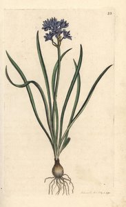 Cebulica wiosenna lub wiosenna, Scilla verna (Spring Scille) Ręcznie kolorowany miedzioryt według ilustracji Jamesa Sowerby