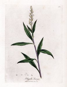 Virginia polygale lub trawa mleczna - Senega, Polygala senega. Ręcznie kolorowany miedzioryt z ilustracji botanicznej autorstwa Jamesa Sowerby