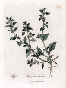 Vuvaire - Śmierdząca gęsia stopa, Chenopodium vulvaria. Ręcznie kolorowany miedzioryt z ilustracji botanicznej autorstwa Jamesa Sowerby