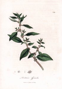Pellitory ścienne, Parietaria officinalis. Ręcznie kolorowany miedzioryt z ilustracji botanicznej autorstwa Jamesa Sowerby