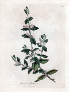 Wodny germandree - Wodny germander, Teucrium scordium. Ręcznie kolorowany miedzioryt z ilustracji botanicznej autorstwa Jamesa Sowerby