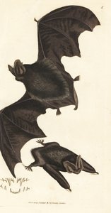 Barbastelle zachodni, Barbastella barbastellus barbastellus (Vespertilio barbastellus). Miedzioryt ręcznie barwiony autorstwa Jamesa Sowerby