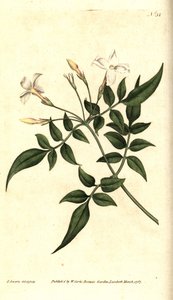 White Jasmine (lub Jasmine officinale) - Jaśmin pospolity lub Jessamine, Jasminum officinale. Ręcznie grawerowany miedzioryt i ilustracja botaniczna autorstwa Jamesa Sowerby