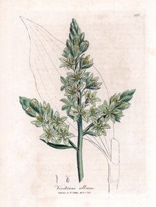 Biały Veratre (dawniej biały ciemiernik) - Biały ciemiernik, album Veratrum. Ręcznie kolorowany miedzioryt z ilustracji botanicznej autorstwa Jamesa Sowerby