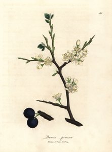 Białe kwiaty i niebieskie jagody drzewa tarniny, Prunus spinosa autorstwa James Sowerby