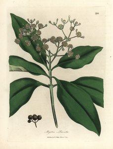 Drzewo o białych kwiatach, Myrtus pimenta autorstwa James Sowerby