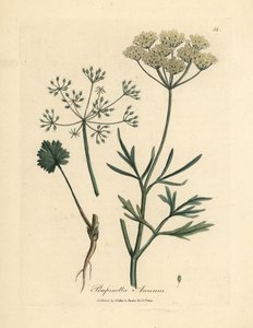 Anyż o białych kwiatach, Pimpinella anisum autorstwa James Sowerby