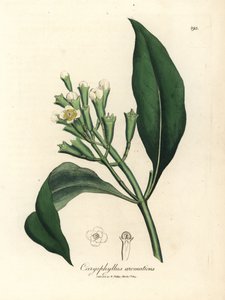 Drzewo przyprawowe o białych kwiatach, Caryophyllus aromaticus autorstwa James Sowerby