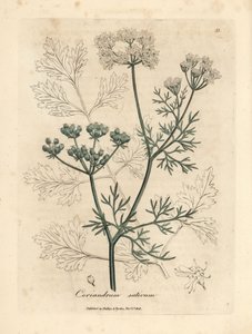 Kolendra o białych kwiatach, Coriandrum sativum autorstwa James Sowerby