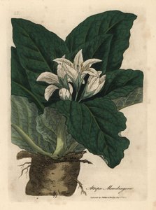 Mandrágora de flor branca, esmalte Atropa mandrágora autorstwa James Sowerby